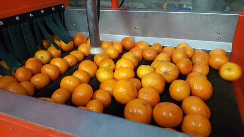 Enceradora De Frutas Enceradora De Frutas