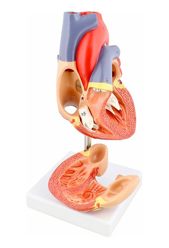 Modelo Anatómico Corazón Humano Estructura Escala Extraíble