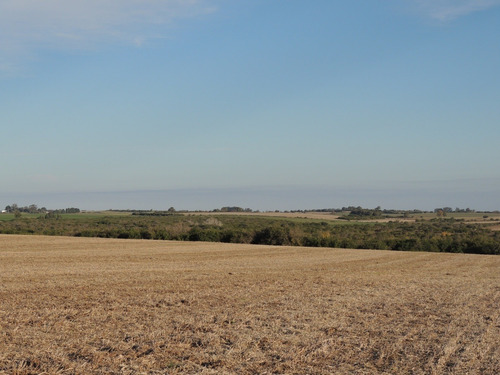 Campos Venta 60 Has Agrícolas Carmelo