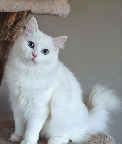 Gatitos Angora Originales