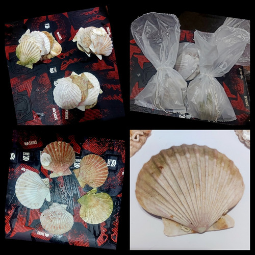 6 Caracoles Veiras Shell (8 A 10,5cm)rest Artesanias Pecera Sin Variantes (Usado)