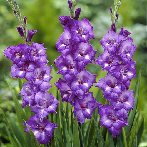 Bulbos De Gladiolos Tam 14-16 Precio X 10 Bulbos 7 Colores