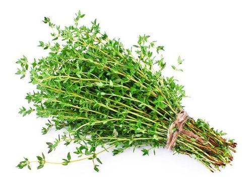 100 Sementes Tomilho/timo ** Thymus Vulgaris
