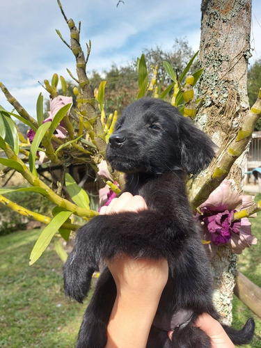 Imagem 4 de 4 de Filhotes Flat Coated Retriever