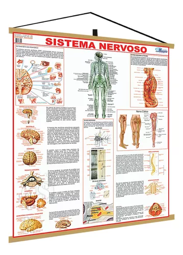 Painel Sistema Nervoso Central