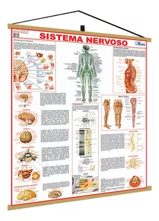 Mapa Corpo Humano Sistema Nervoso Moldura Banner Poster