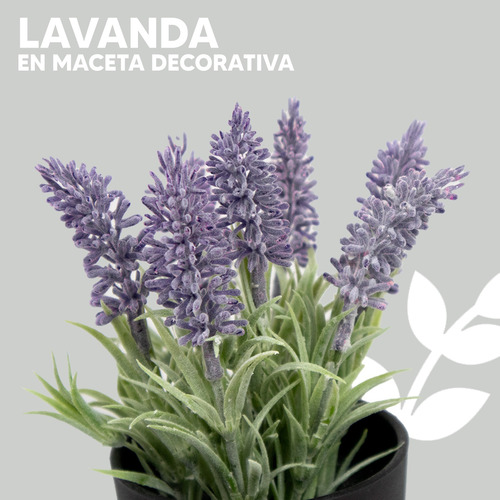 Kit 3 Planta Lavanda En Maceta Plástico Interior Hogar 20cm