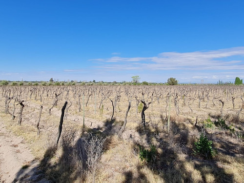 Imagen 8 de 14 de Finca De 75 Has. En Rodríguez Peña, Junín