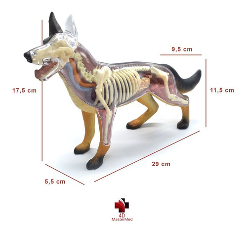 Imagem 3 de 8 de Anatomia Do Cavalo, Cachorro E Celula Animal 4d Master