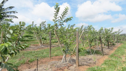Sitio A Venda Macuco, Valinhos, Leao Imoveis - Si0008