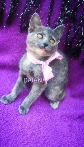 Gatita British Shortair Carey Grey Ef395mil Única!!