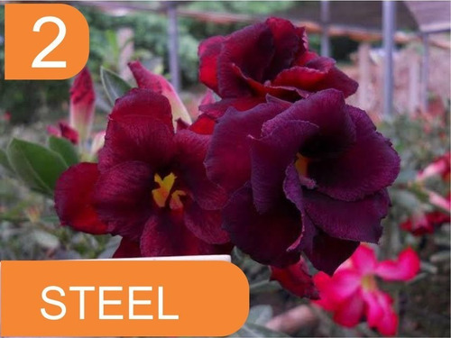 Imagem 3 de 10 de 4 Rosas Do Deserto Enxertada Preta Branca Vermelha E Amarela