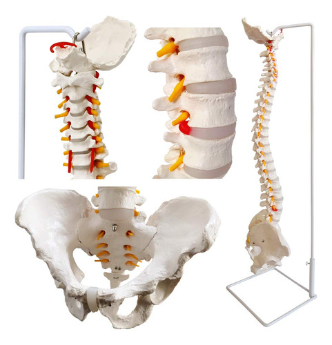 Modelo De Columna Vertebral A Tamaño Real.