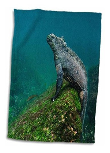 3d Rose Iguana-submarino Marino. Isla Fernandina-galápagos T