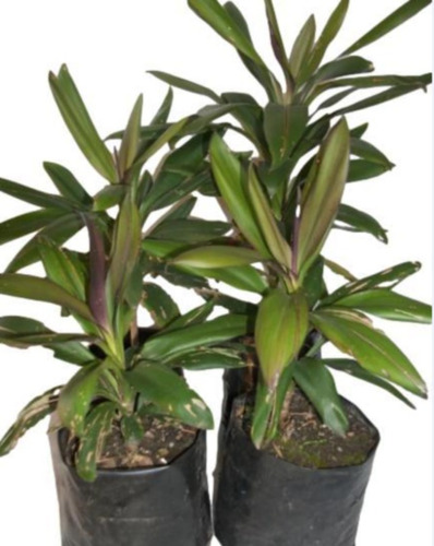 Dracena Verde - Marginata  ( Mira Tamaño ? ) No Hago Envios