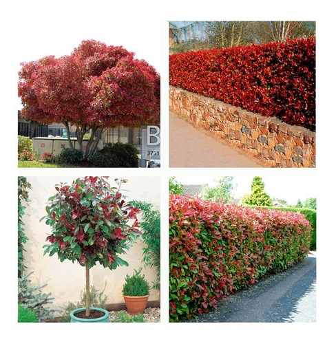 Sementes De Fotinia Photinia - Para Mudas Cerca Viva Bonsai