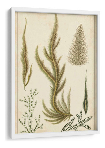 Cuadro Enmarcado Blanco Turpin Seaweed Iv 40x60, Turpin