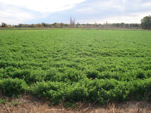 Fardos De Alfalfa, Megafardos