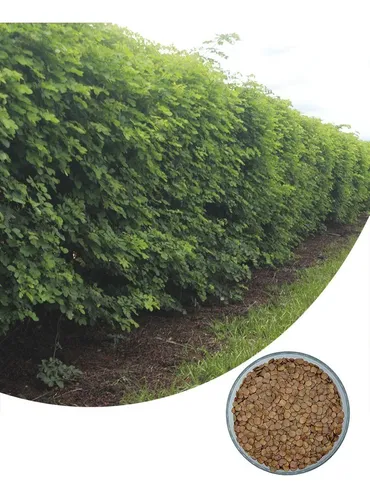 Semente De Sansão Do Campo (1.000 Sementes) Menor preço em Semente De Sansão Do Campo (1.000 Sementes)