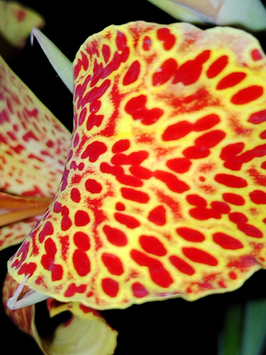 Planta De Achira Atigrada En Flor 