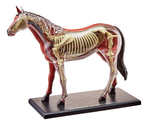 Modelo Anatomía De Caballo Tedco 4d