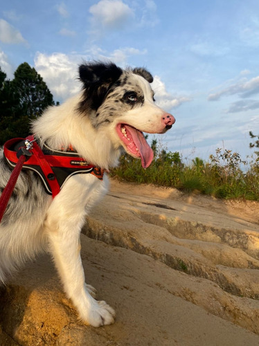 Perro Border Collie (pura Raza) Para Monta