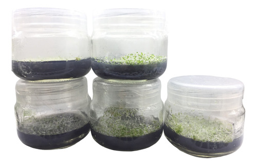 Medio Kc Cultivo Germinación Orquídeas In Vitro Estéril.