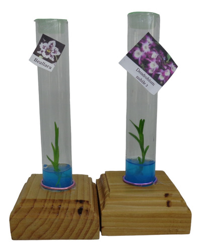 2 Orquídea In Vitro Regalo-recuerdo Vivo Invitroorquid®