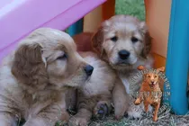 Comprar Cachorros Dorados Criadero Golden Retriever Argentina.-.