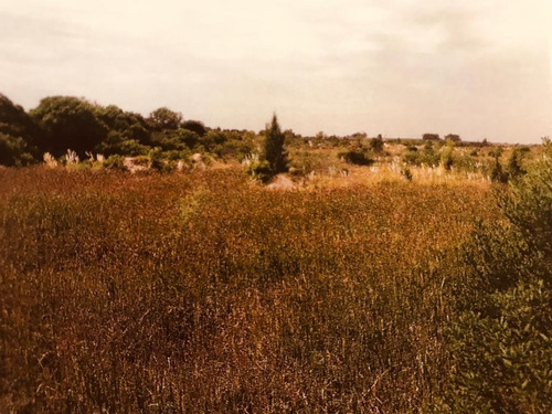 Imagen 7 de 8 de Oportunidad Campo En Uruguay, Colonia, 1 Kilometro De Playa!