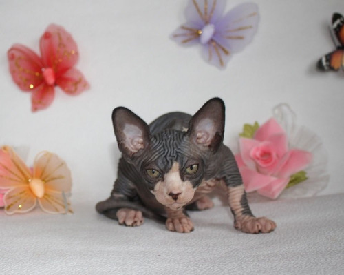 Imagen 2 de 2 de Gatitos Sphynx Machos Y Hembras Para Adopción