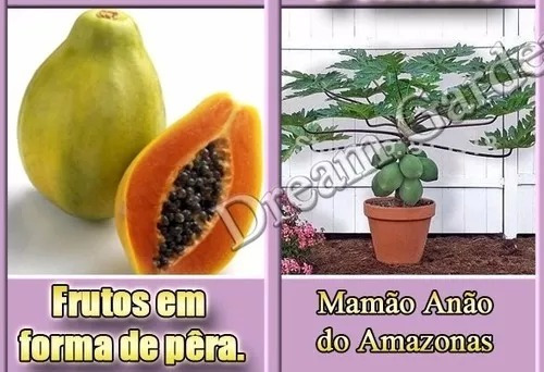 Mamão Anão Para Vasos - Fruta Frutas 50 Sementes Para Mudas
