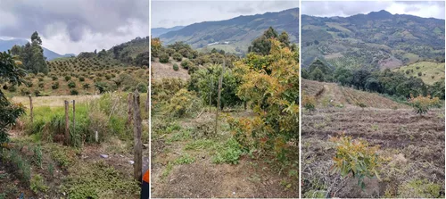 Finca En Venta Sonsón Antioquia 19 Ha Mz