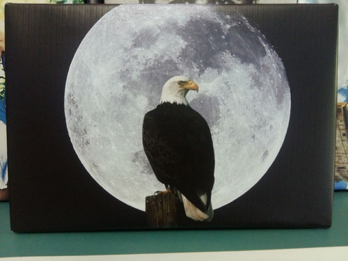 Cuadro 30x45cm Aguila Calva Fondo Luna Ave Diseño