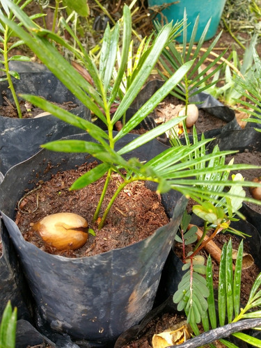 Palmera Cyca Revoluta Pequeña 