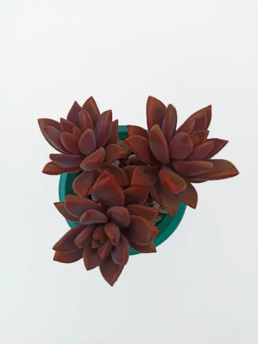 Graptoveria Gilva Suculenta