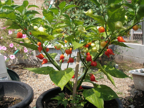 Sementes De Pimenta Iracema Biquinho Vermelha 340 Sementes