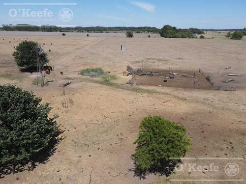 Campo En Venta De 50 Has En Carlos Keen - A 1 Hora De Caba