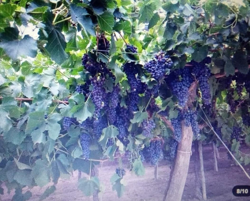 Tfinca Con Produccion De Vid
