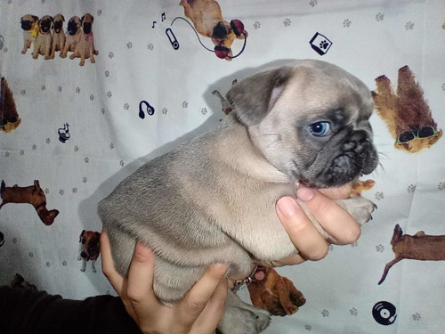 Imagem 4 de 4 de Filhotes Bulldog Exóticos