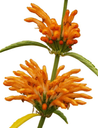 Leonotis , Cola De León 