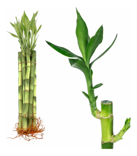 6 Mudas De Bambu Da Sorte Com Raízes, Bambu Chinês Feng Sui
