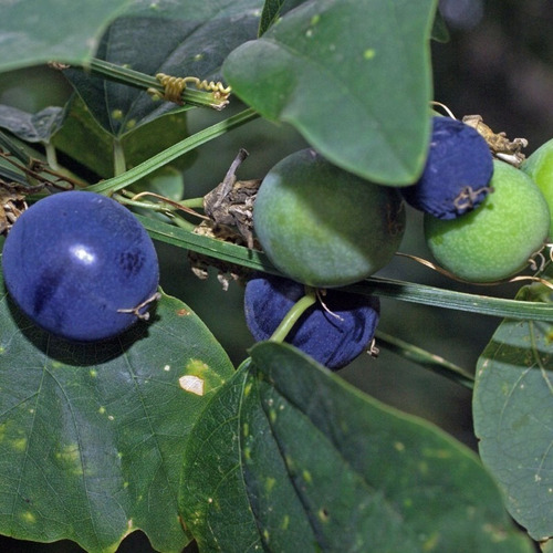 50 Semillas De Passiflora Murciélago