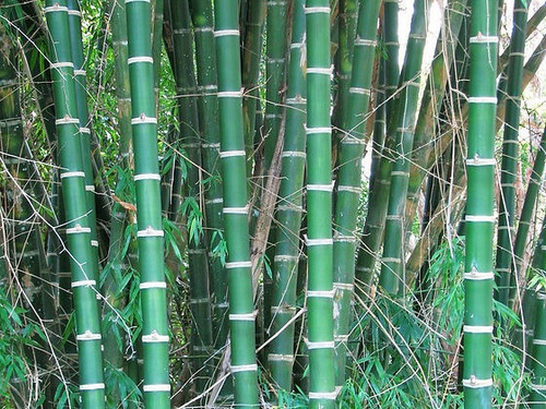 Guadua Chacoensis , Tacuarón, Tacuaruzú