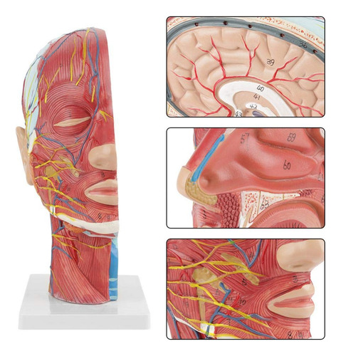 Modelo Cerebral Modelo Neurovascular De Media Cabeza Humana