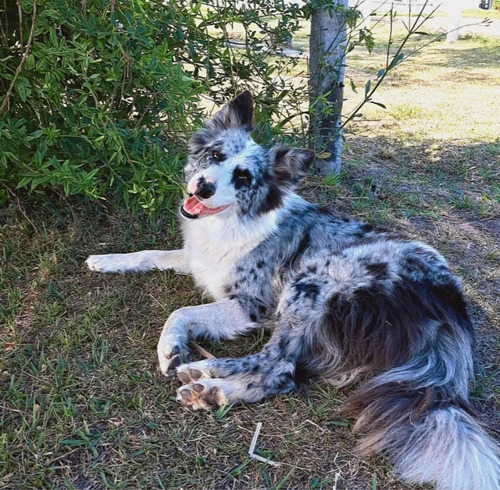 Cachorros Border Collie Varios Colores