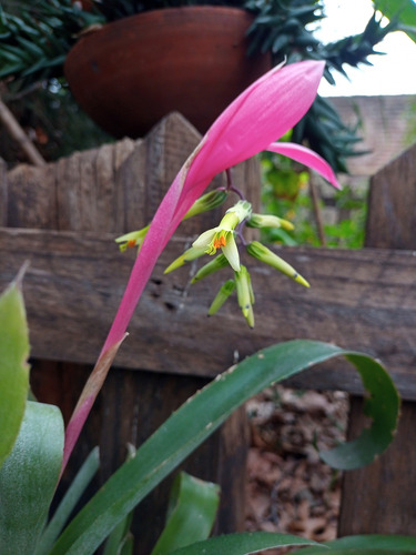 Lagrima De Reina-billbergia Nutans-planta Nativa (x 2)