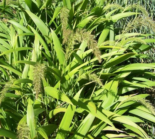 Pasto Palmera Setaria Sulcata Planta Nativa