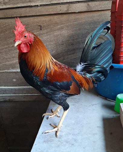 Gallos Finos Piqueros S/500sol