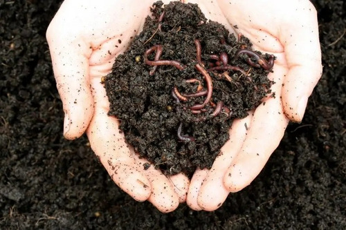 La Tierra Con Lombrices Es Buena Para Las Plantas 1 Kilos